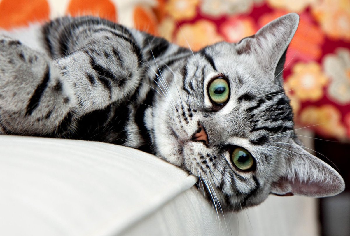 Кот