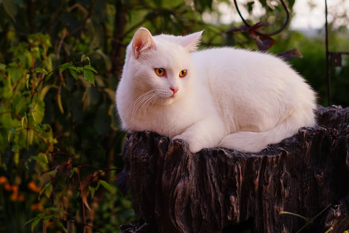 Кошка белая