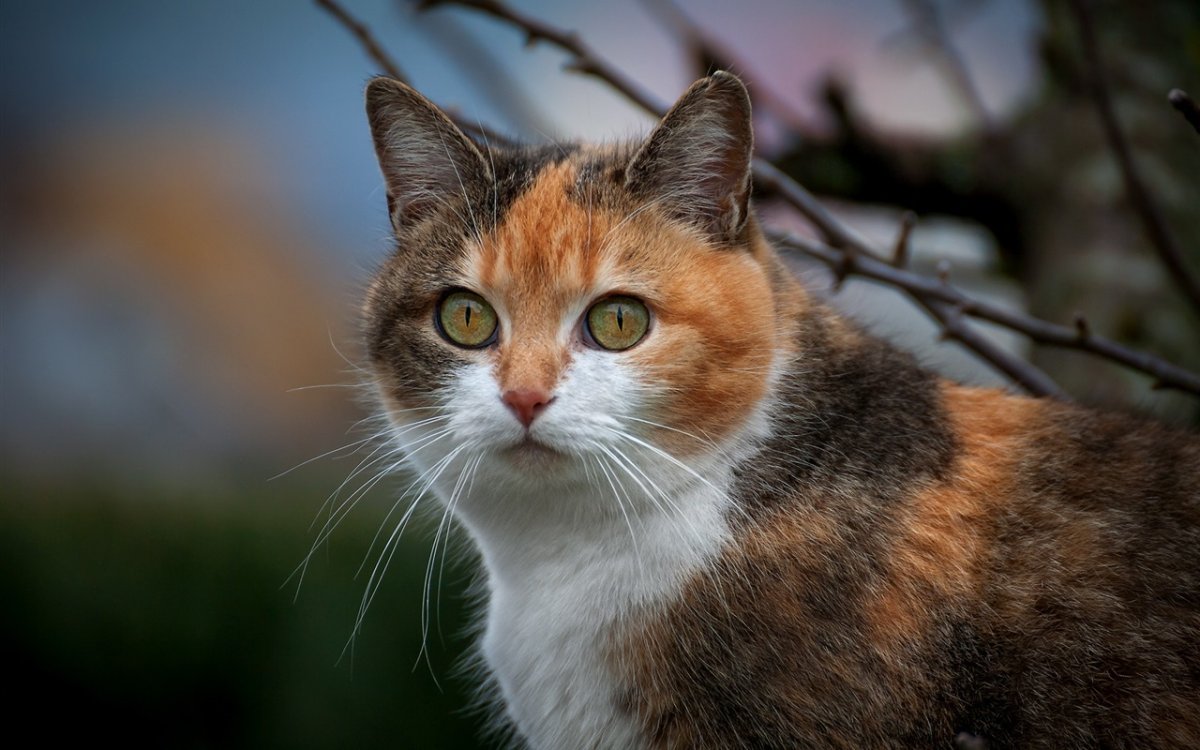 Серо рыжий кот