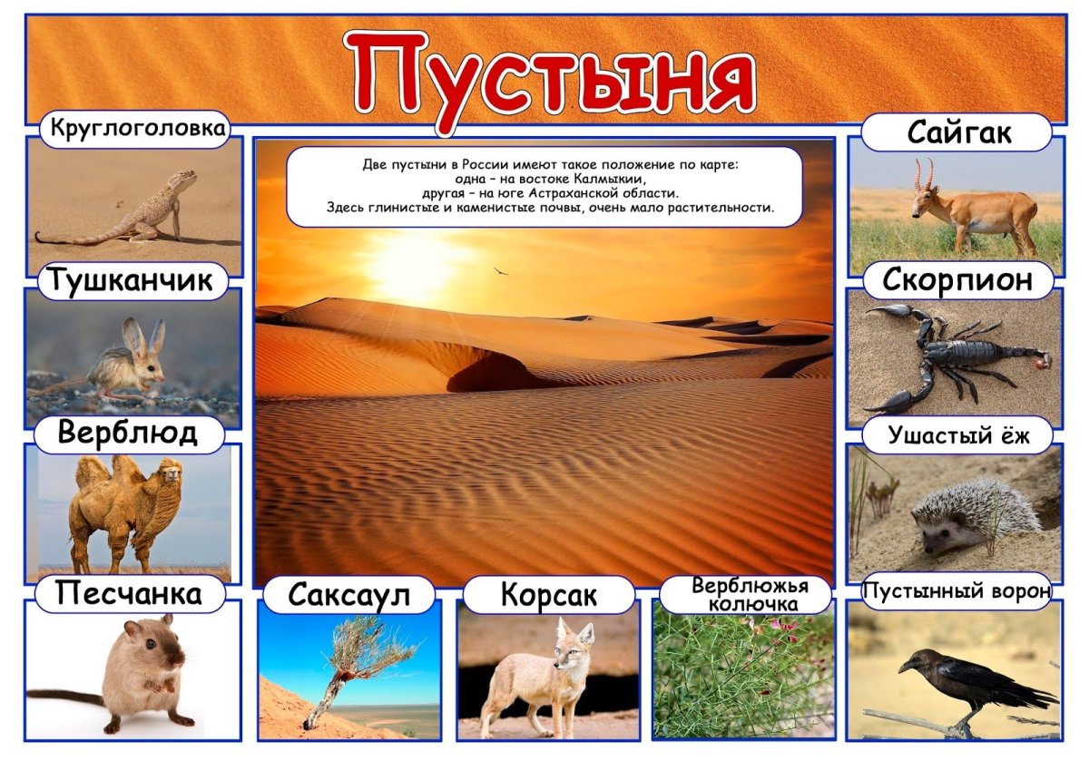 Природные зоны России пустыни
