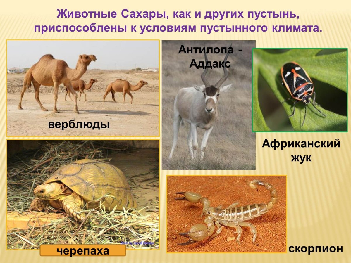 Животный мир пустынь тропических пустынь Африки