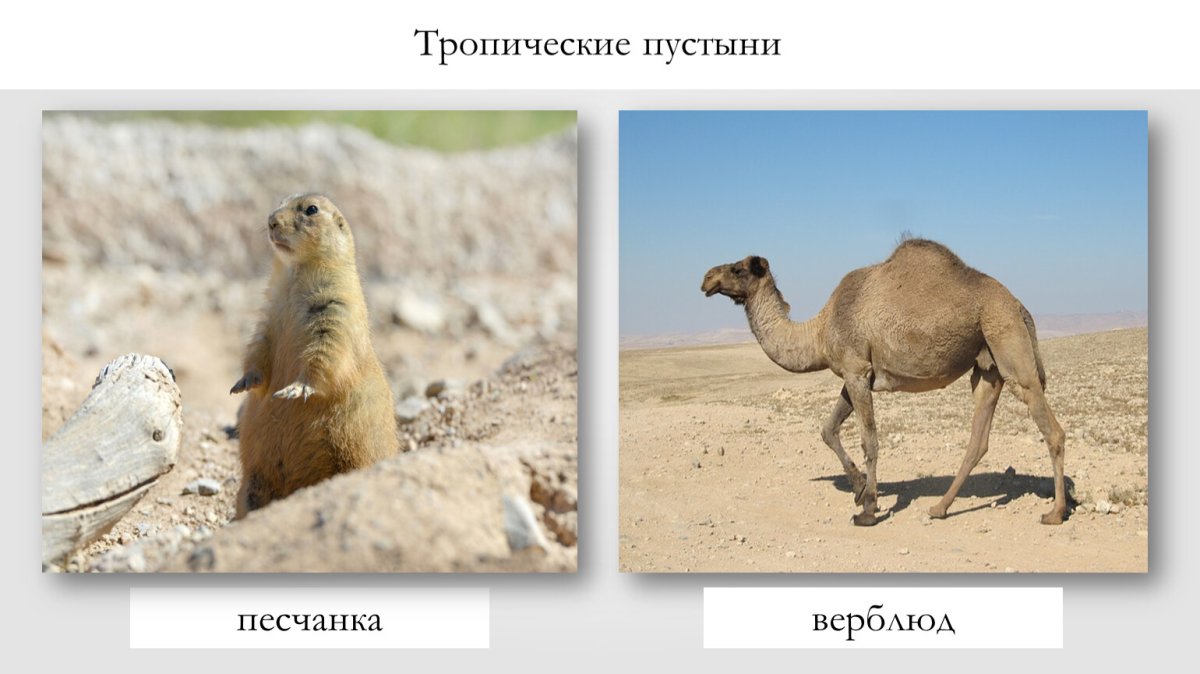 Хозяйственная деятельность тропических пустынь