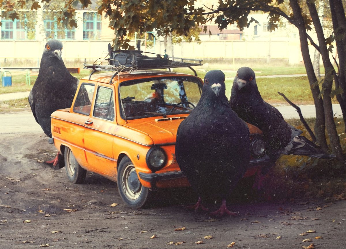Машина голубь