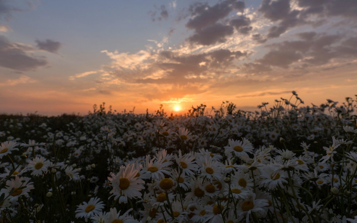 Поле ромашек
