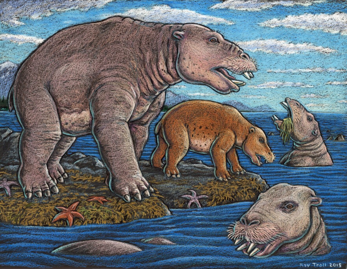 Ounalashkastylus tomidai