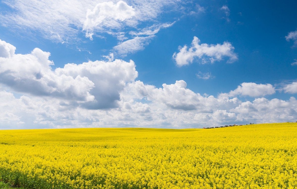 Желто зеленое поле