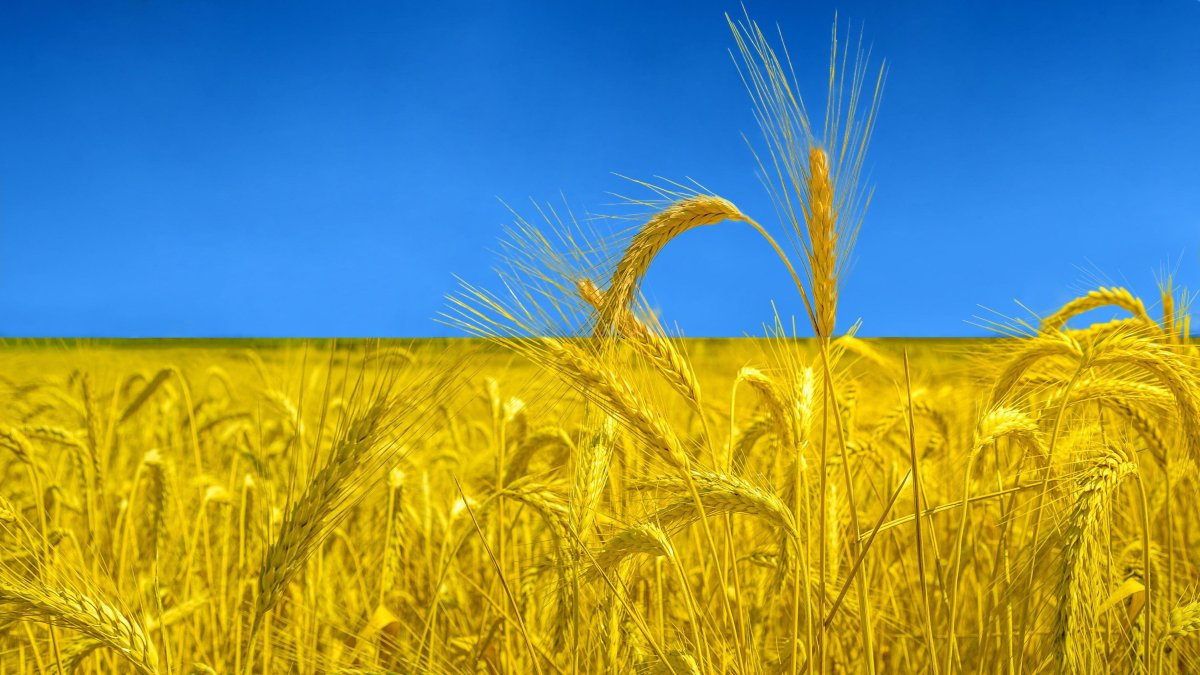 Флаг Украины колоски