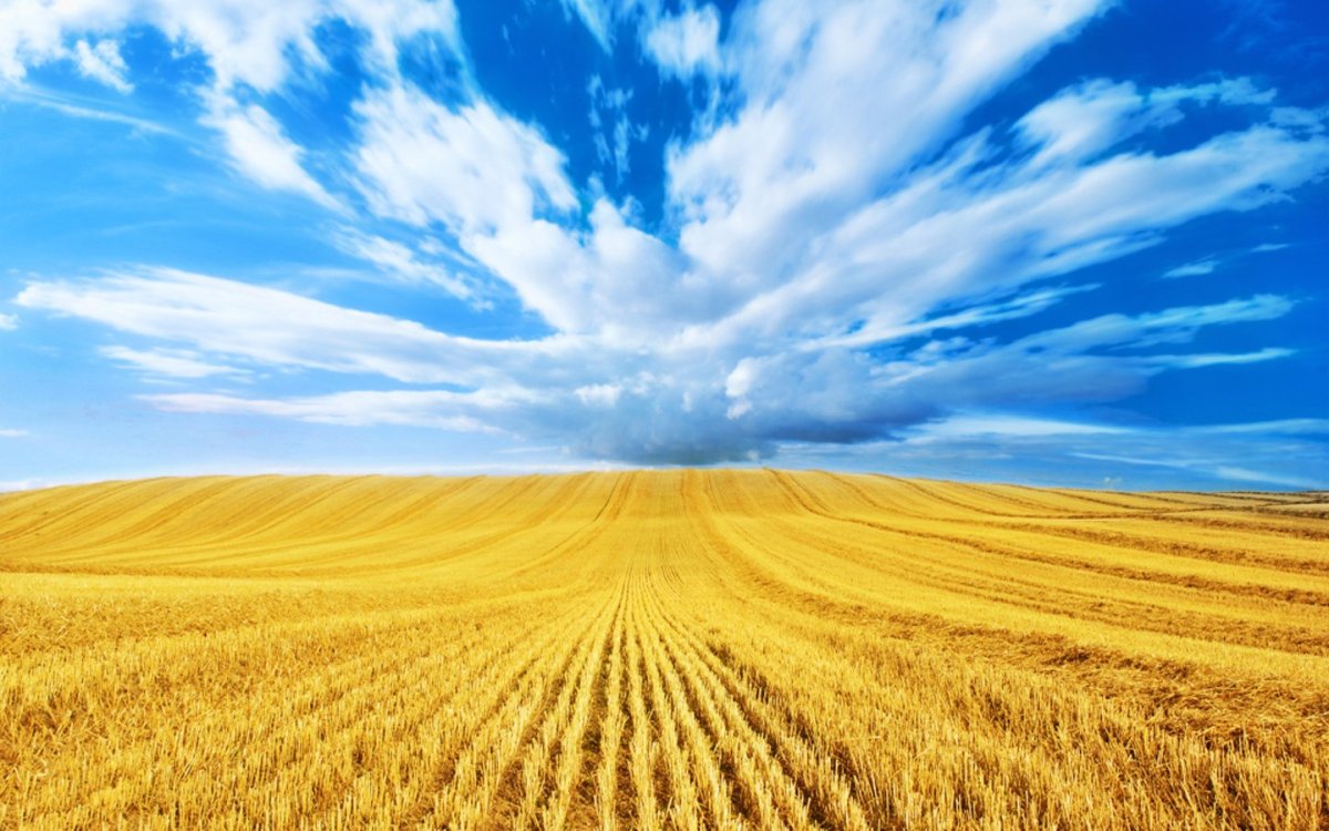 Пшеничное поле флаг Украины