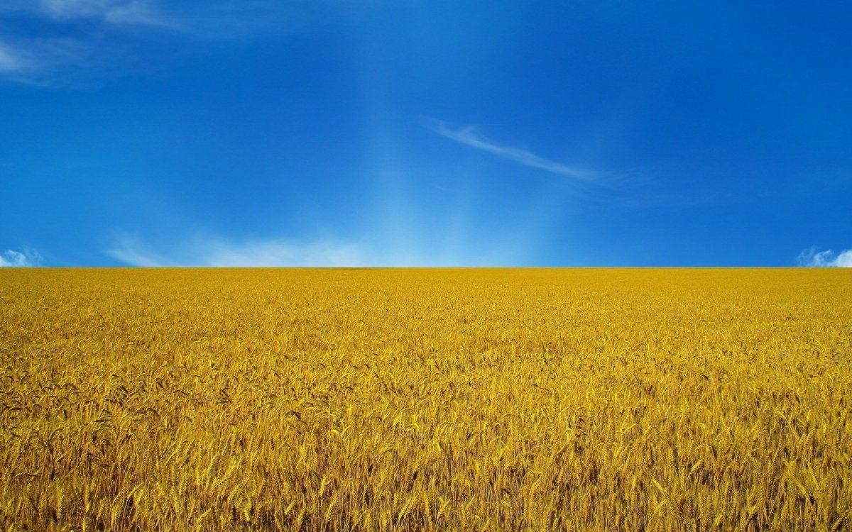 Желтое поле голубое небо