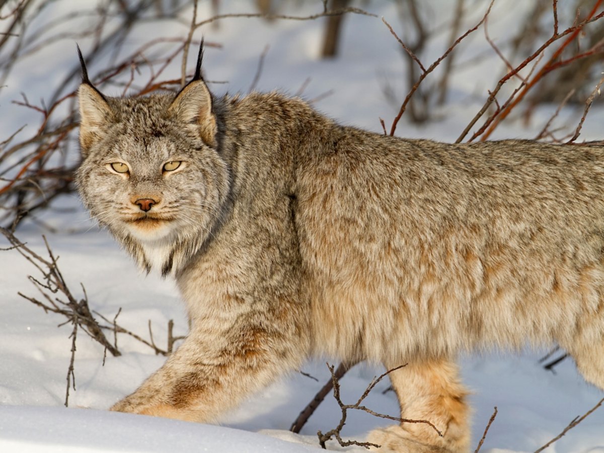 Рысь обыкновенная Lynx Lynx Linnaeus, 1758