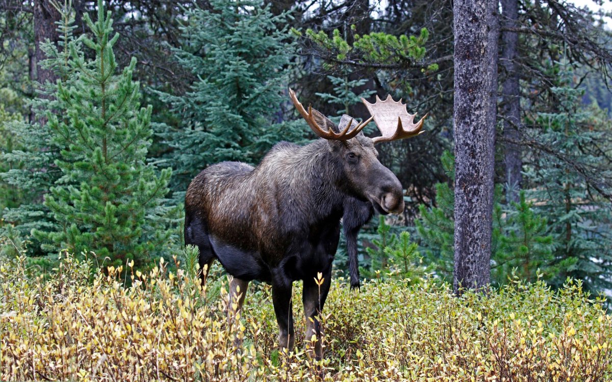 Лось Северной Америки
