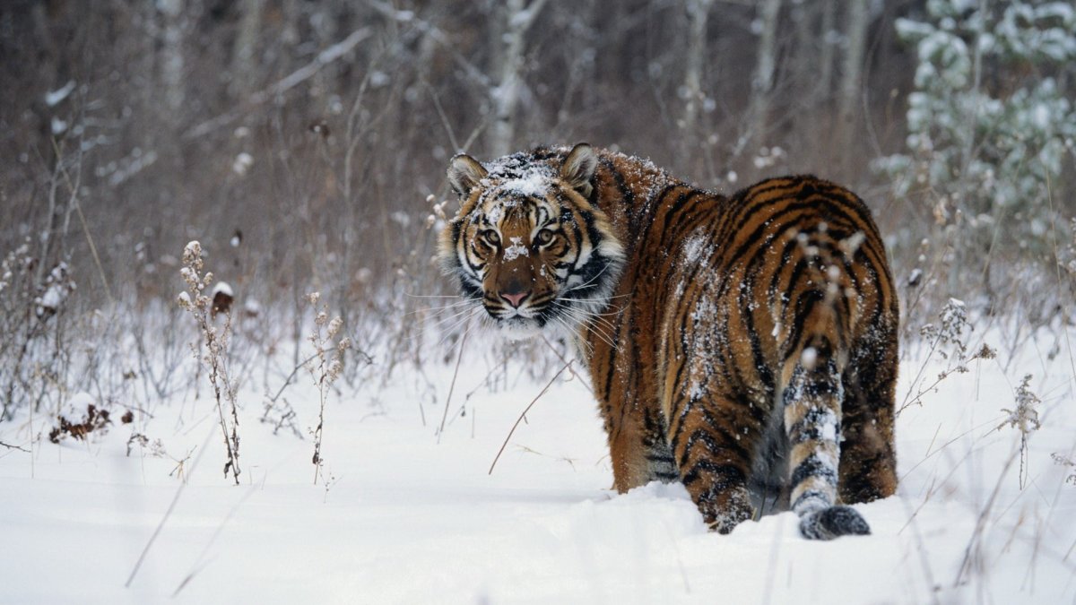 Амурский тигр Panthera Tigris altaica