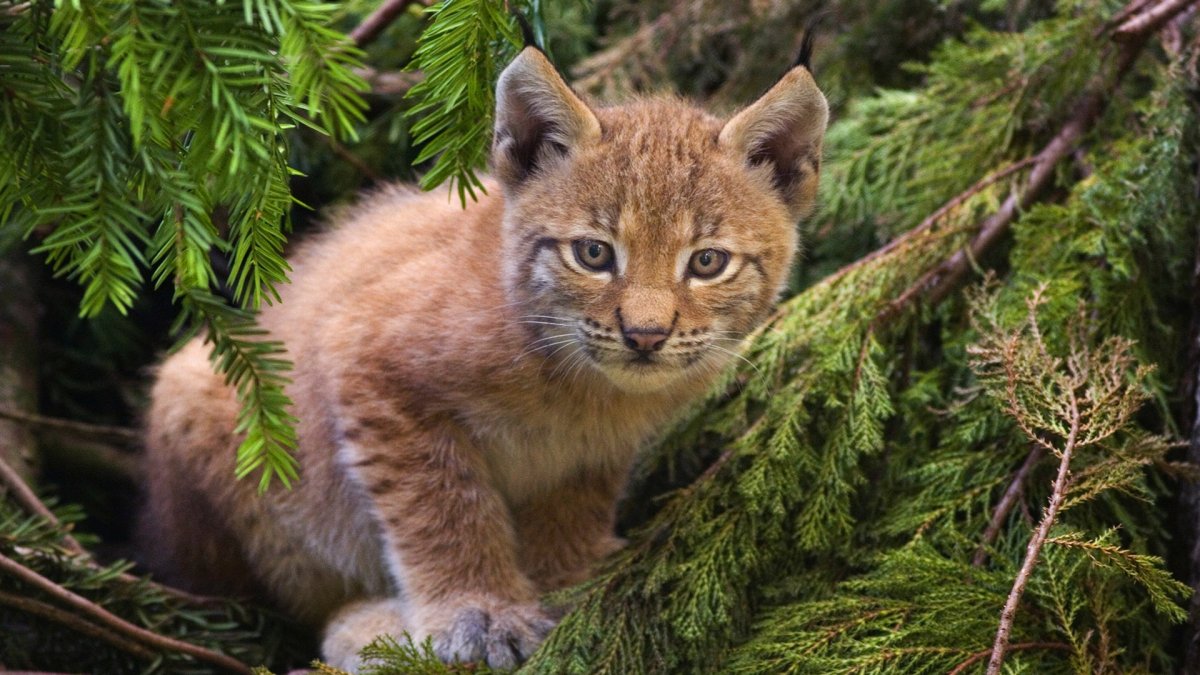 Рысь (Lynx Lynx) в дикой природе