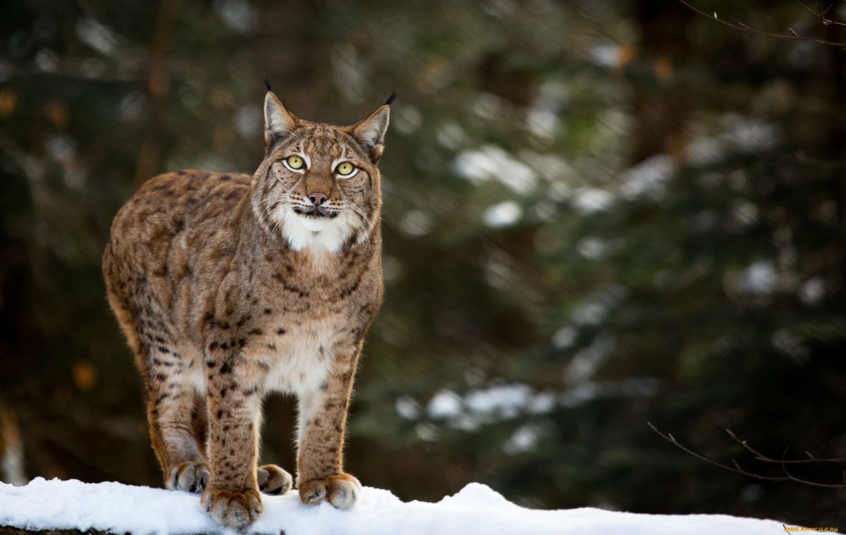 Обыкновенная Рысь Lynx Lynx
