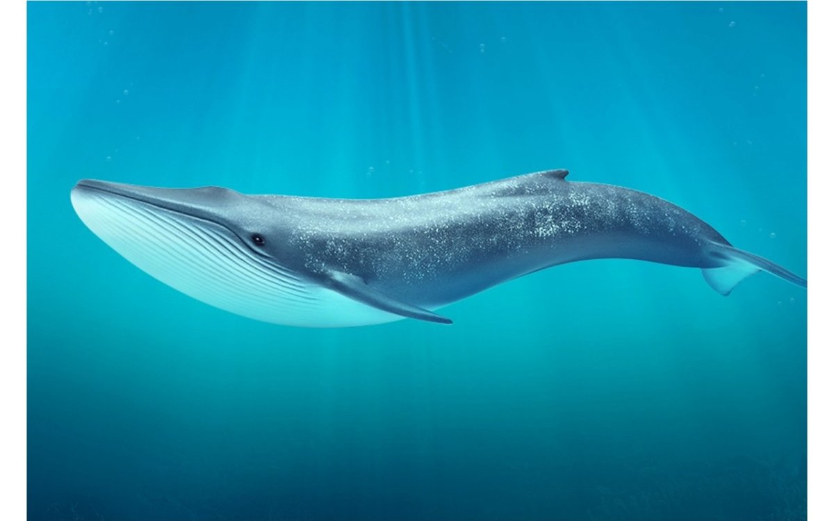 Голубой кит Balaenoptera musculus