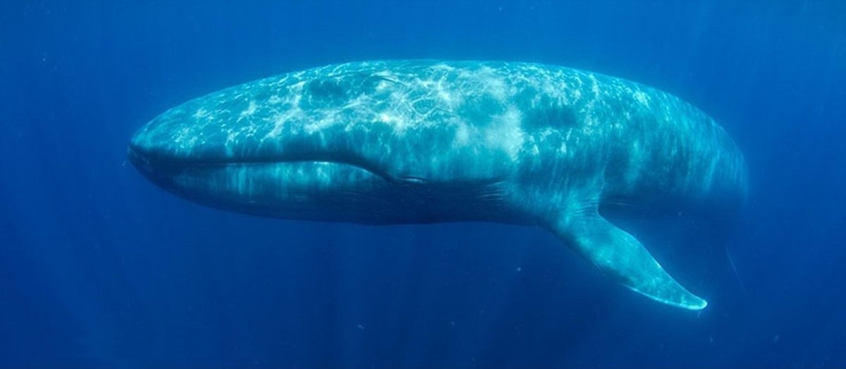 Кит Balaenoptera musculus
