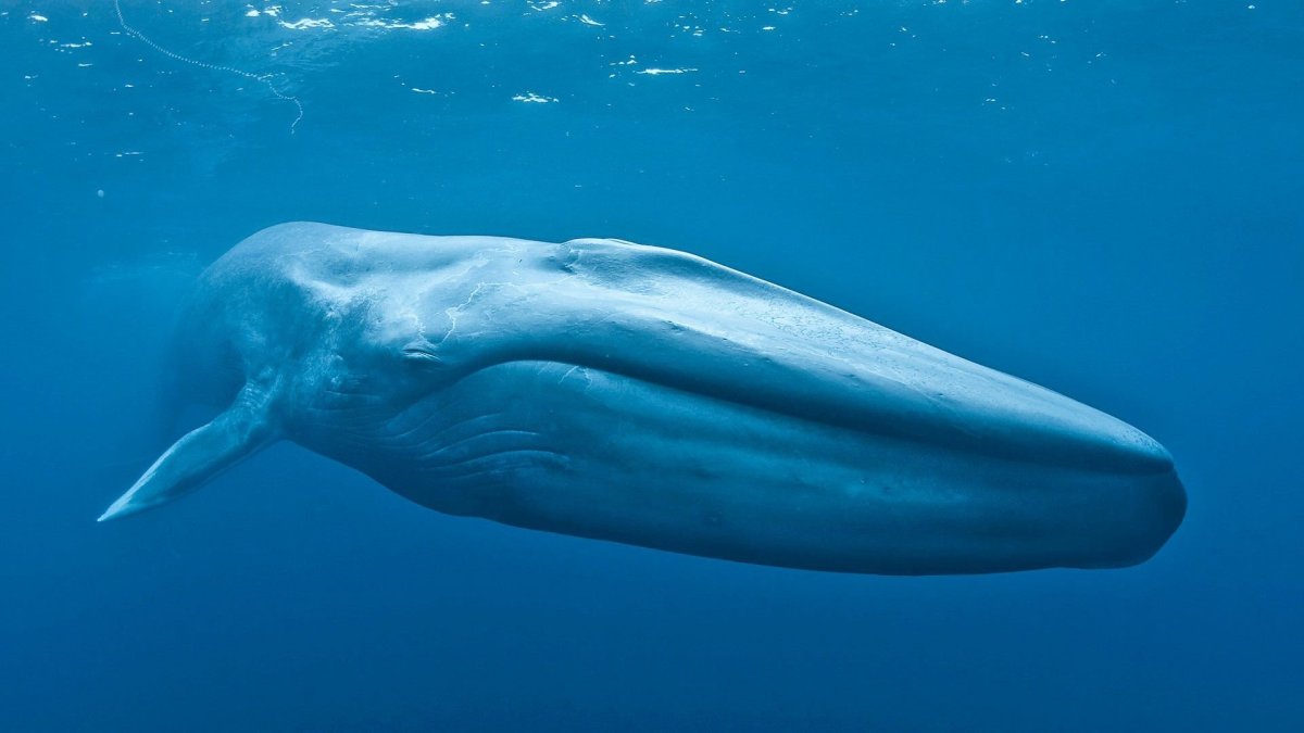 Кит Balaenoptera musculus