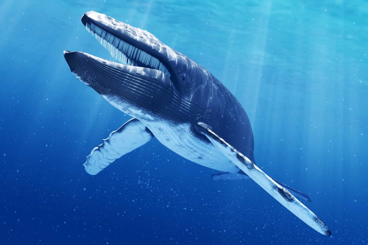 Голубой кит Balaenoptera musculus