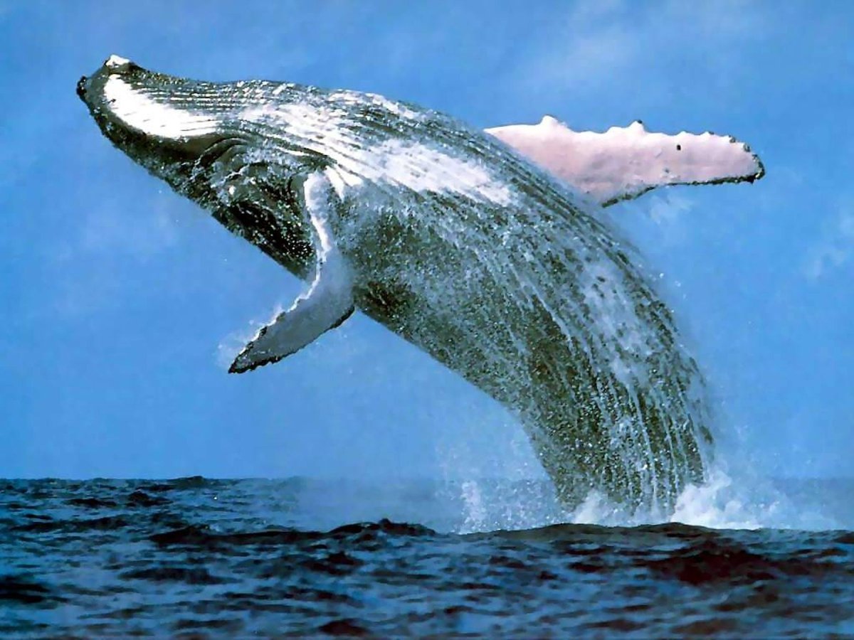 Кит Balaenoptera musculus