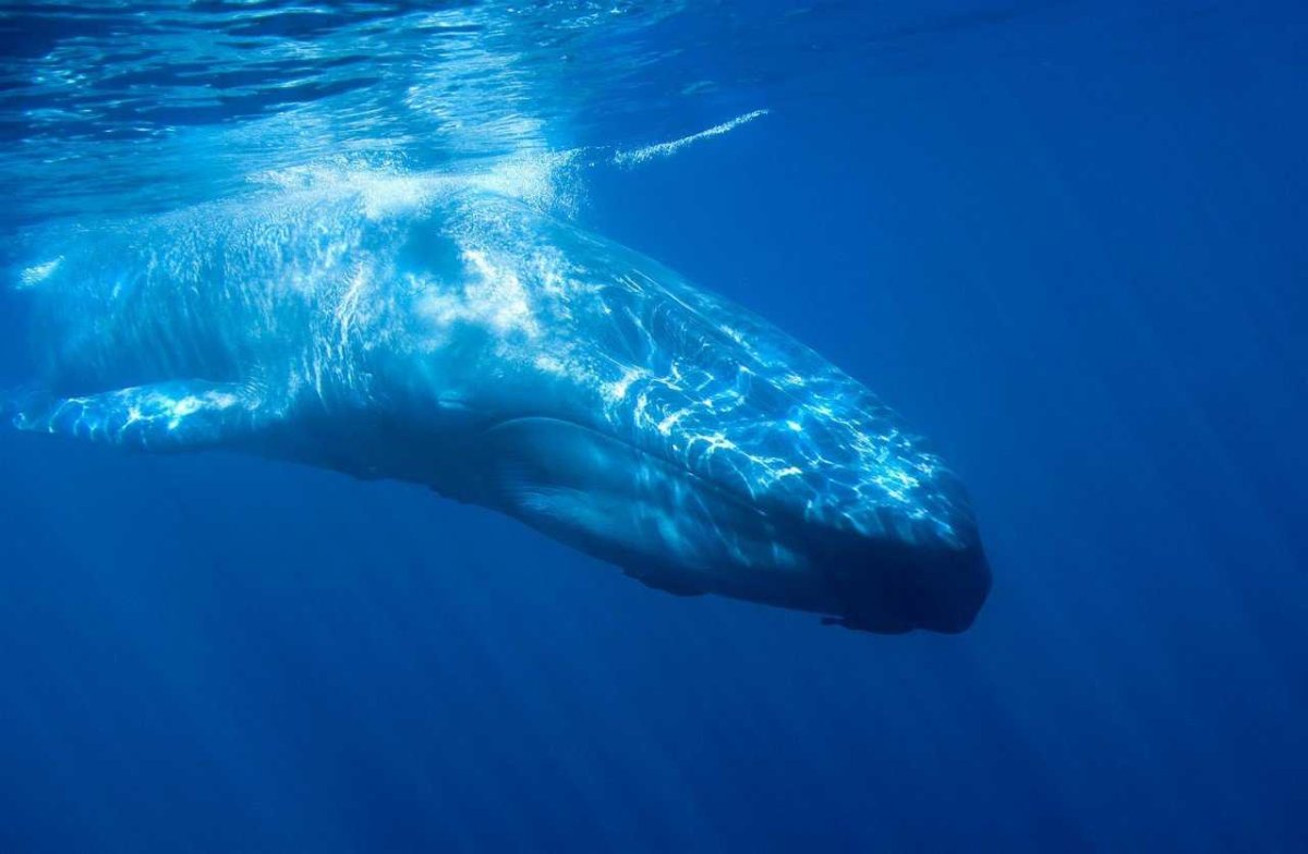 Голубой кит Balaenoptera musculus