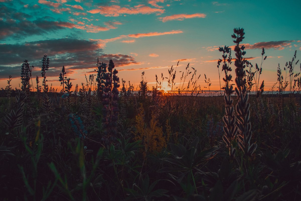 Поле Эстетика