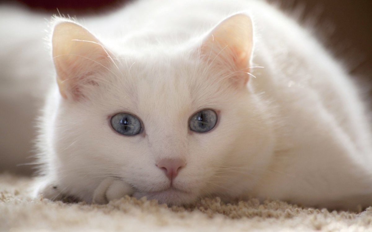 Кошка белая