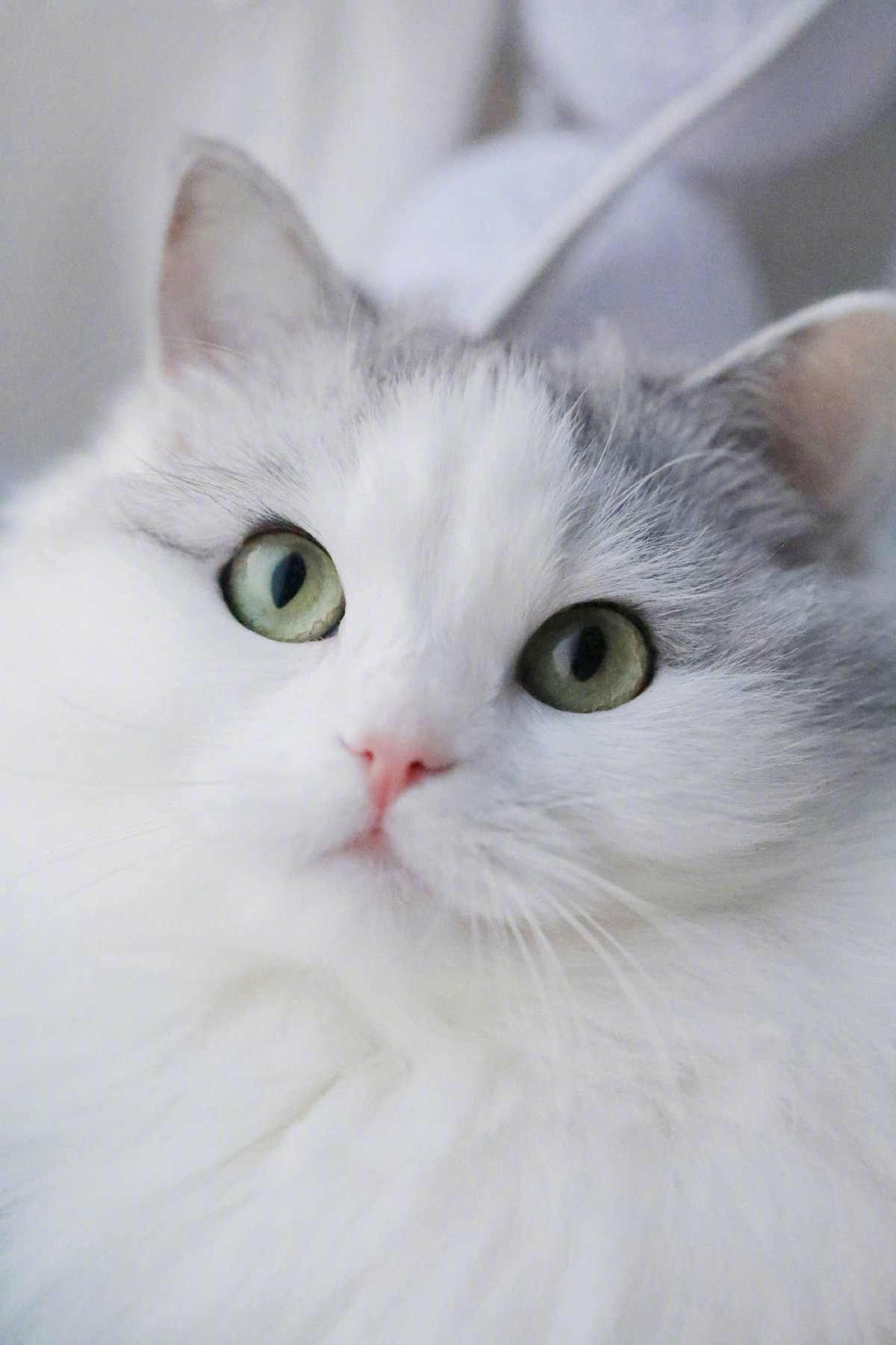 Красивая белая кошка