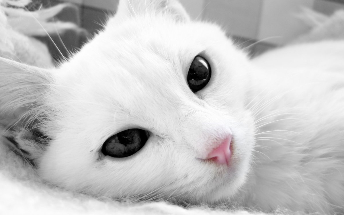 Красивая белая кошка