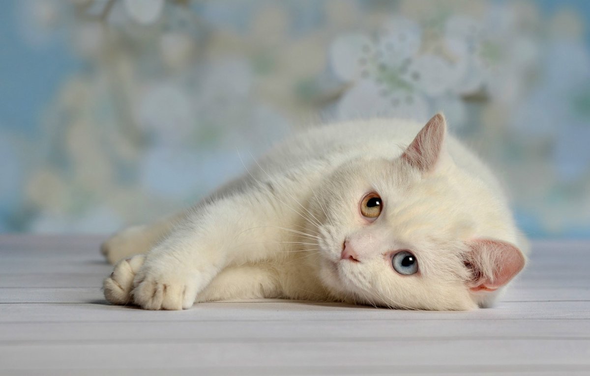Обои на рабочий стол белая кошка