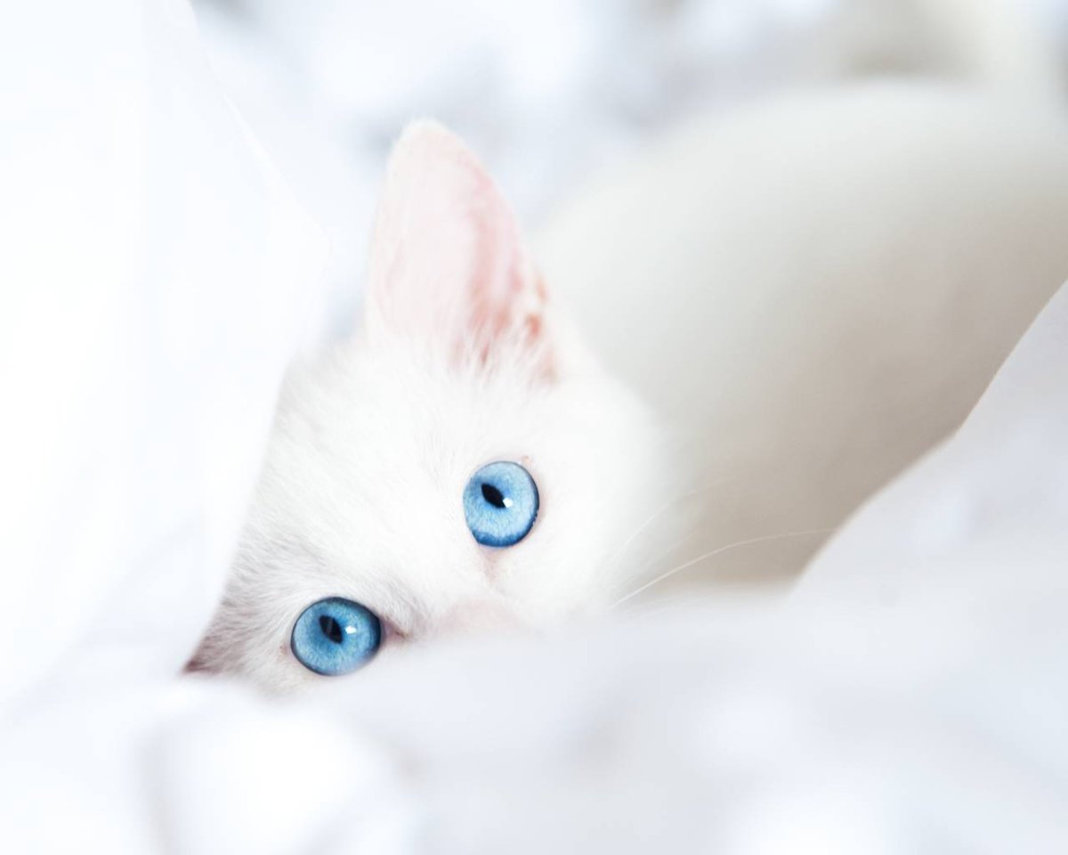 Красивая кошка на Светлом фоне