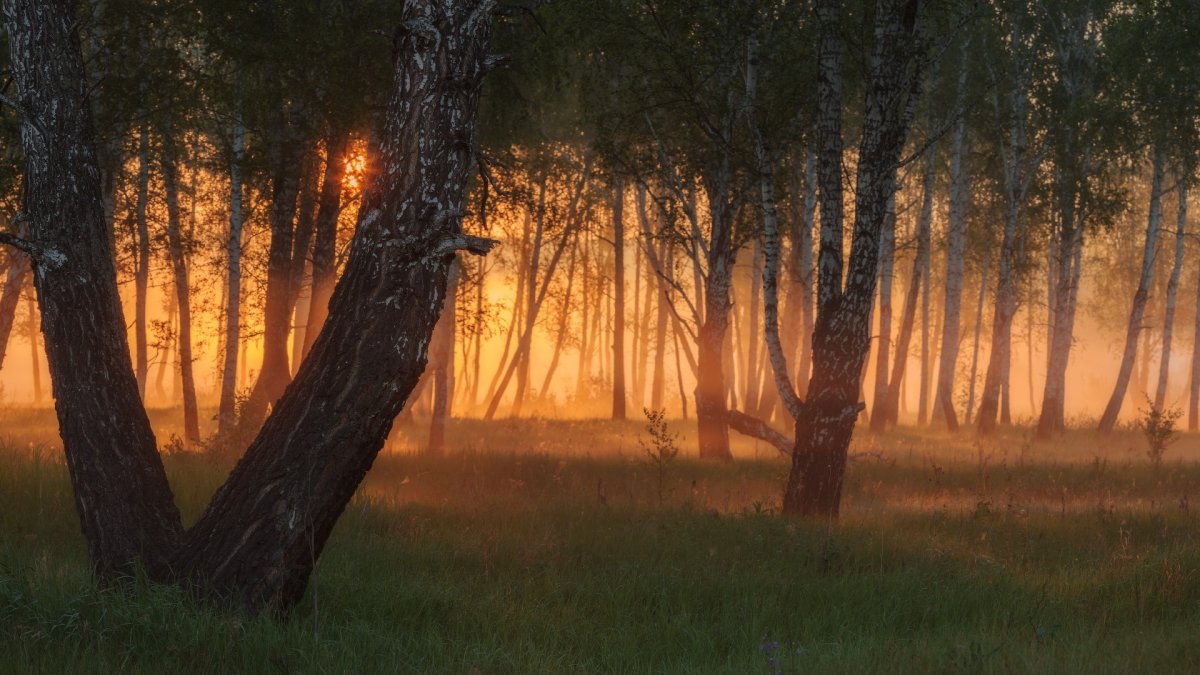 Вечерний лес