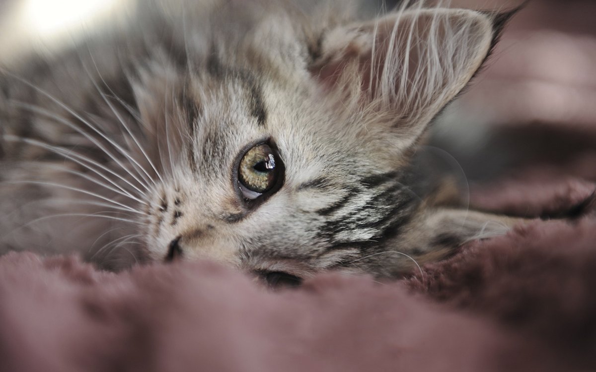 Милые котики