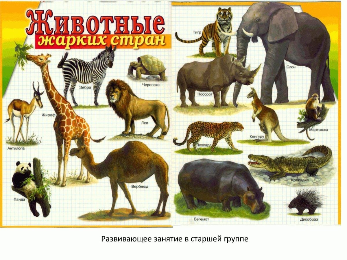 Животные жарких стран