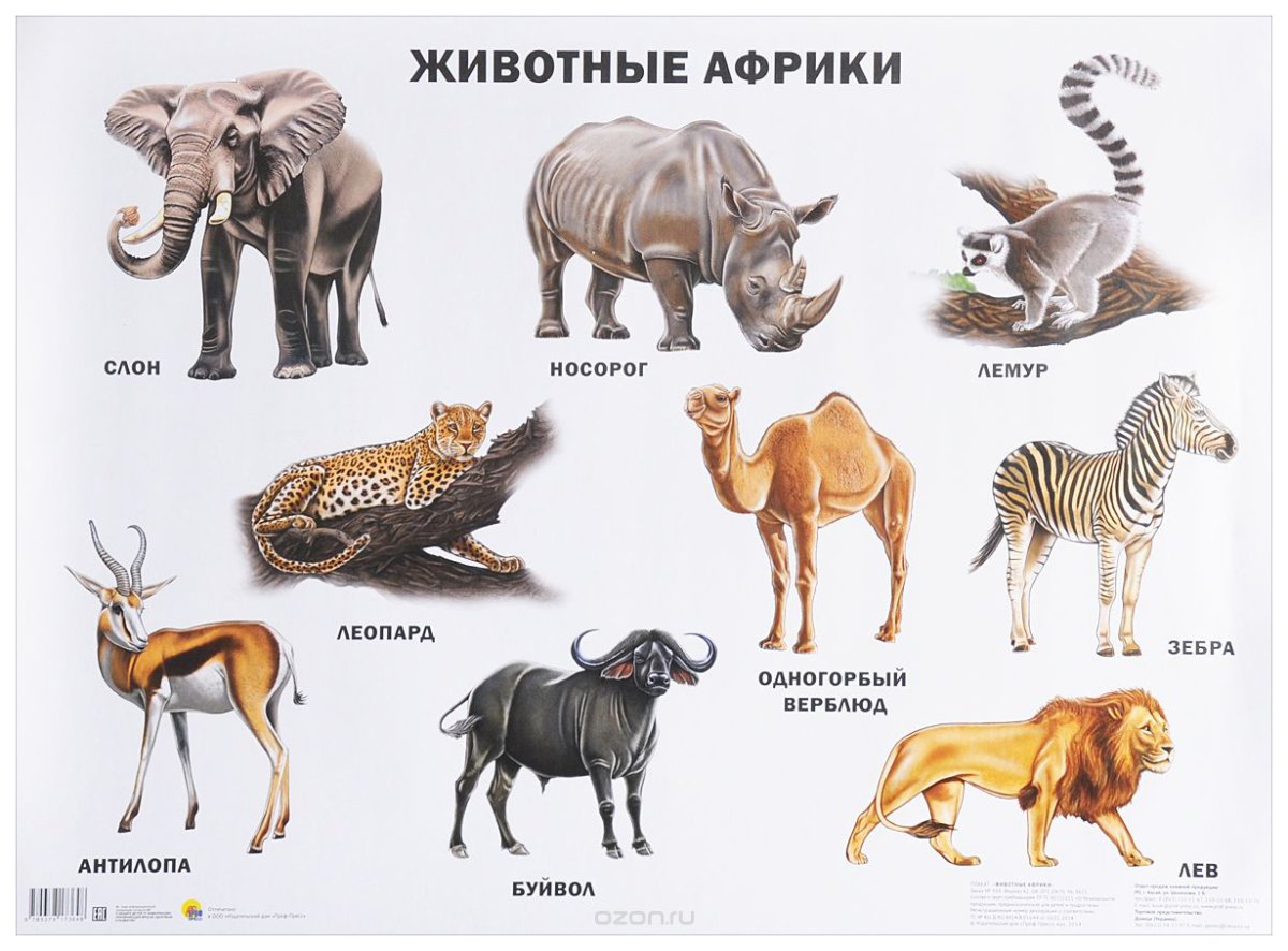 Животные Африки