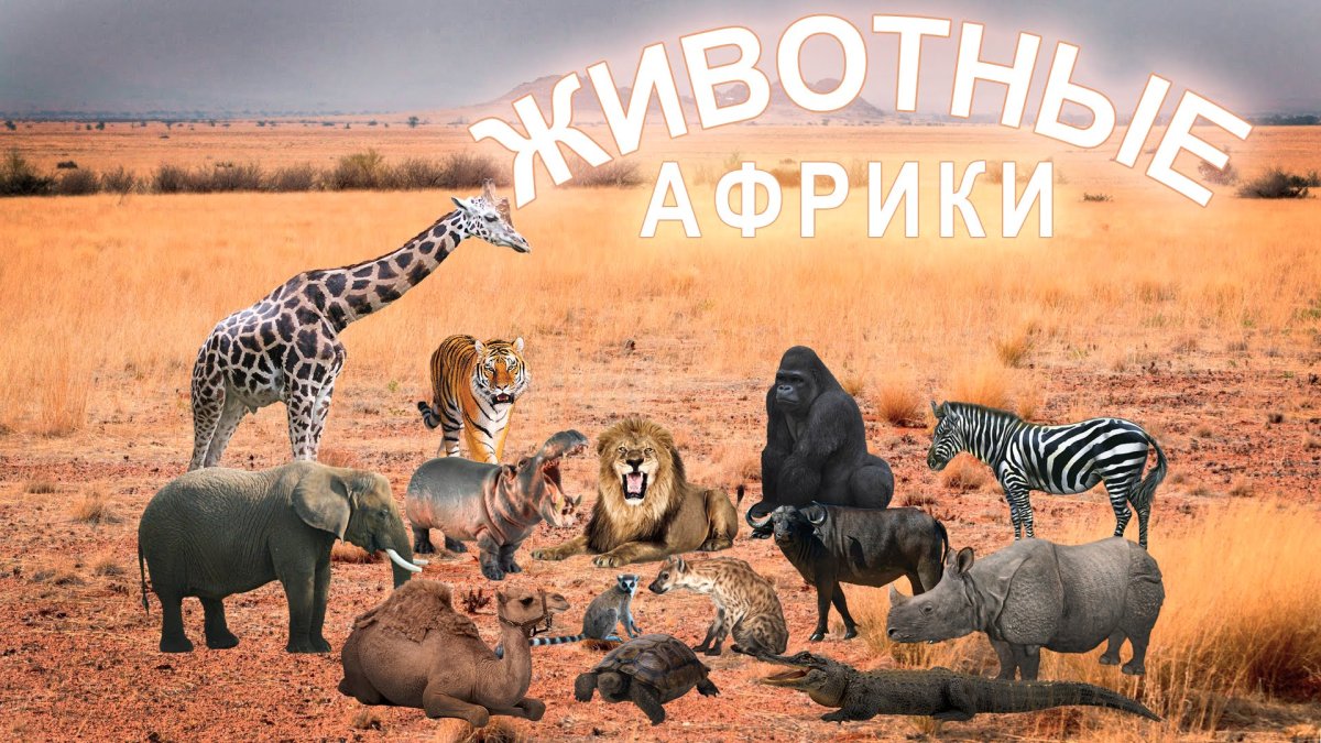 Животные Африки для детей