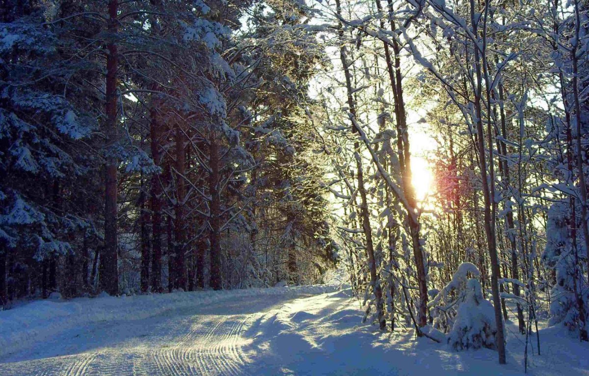 Зима в лесу
