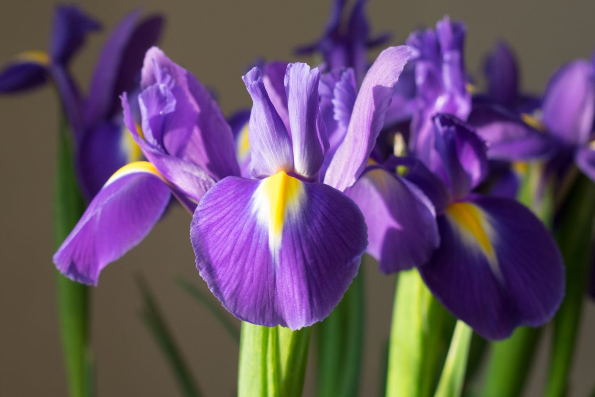 Ирис голландский Purple Sensation