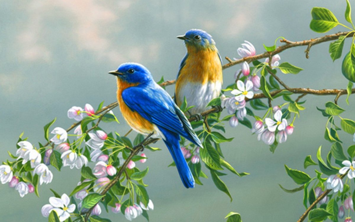 Природа птицы