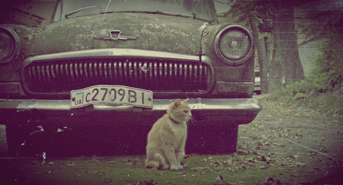 Кот на фоне машины