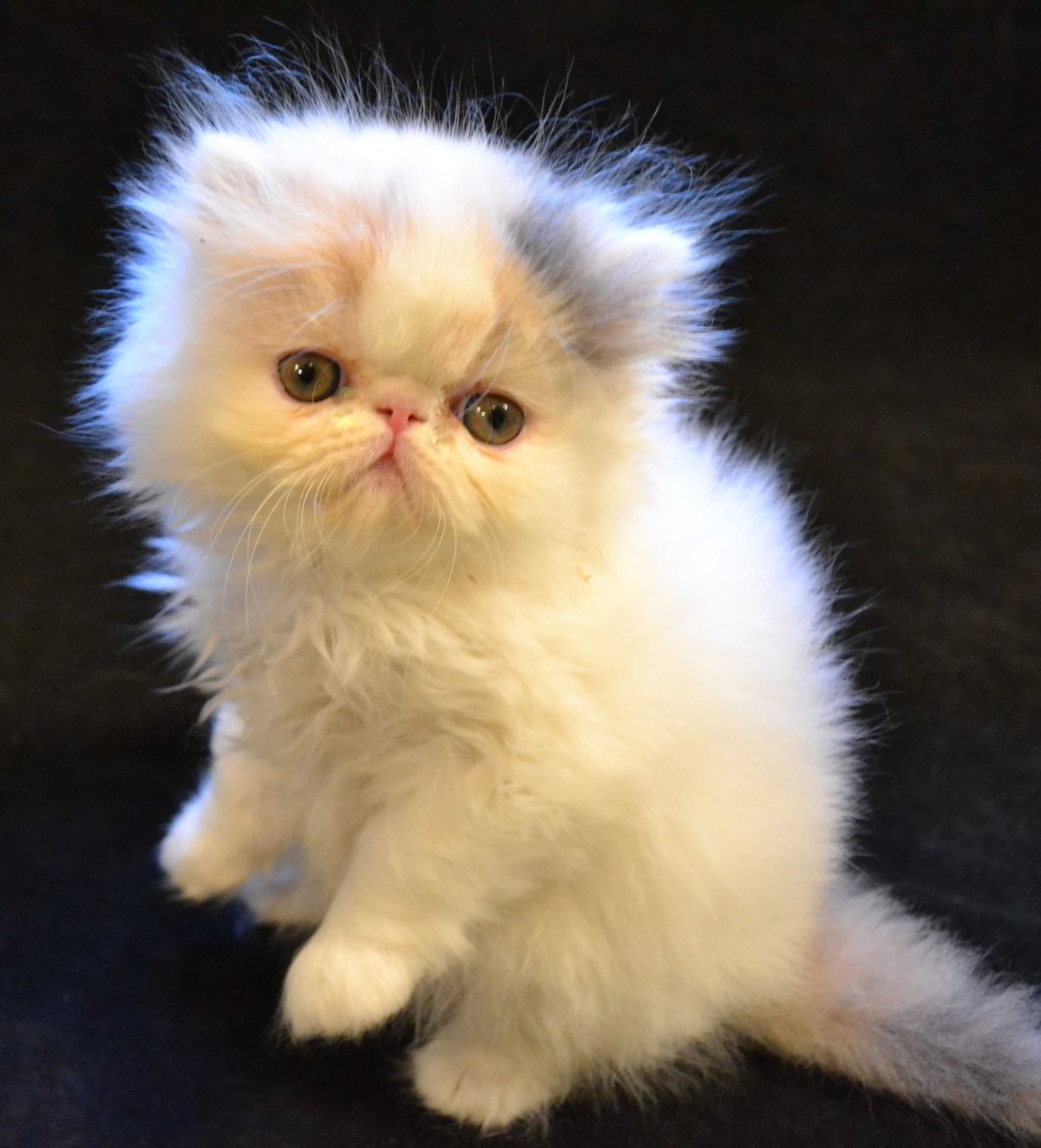 Шотландская Персидская кошка