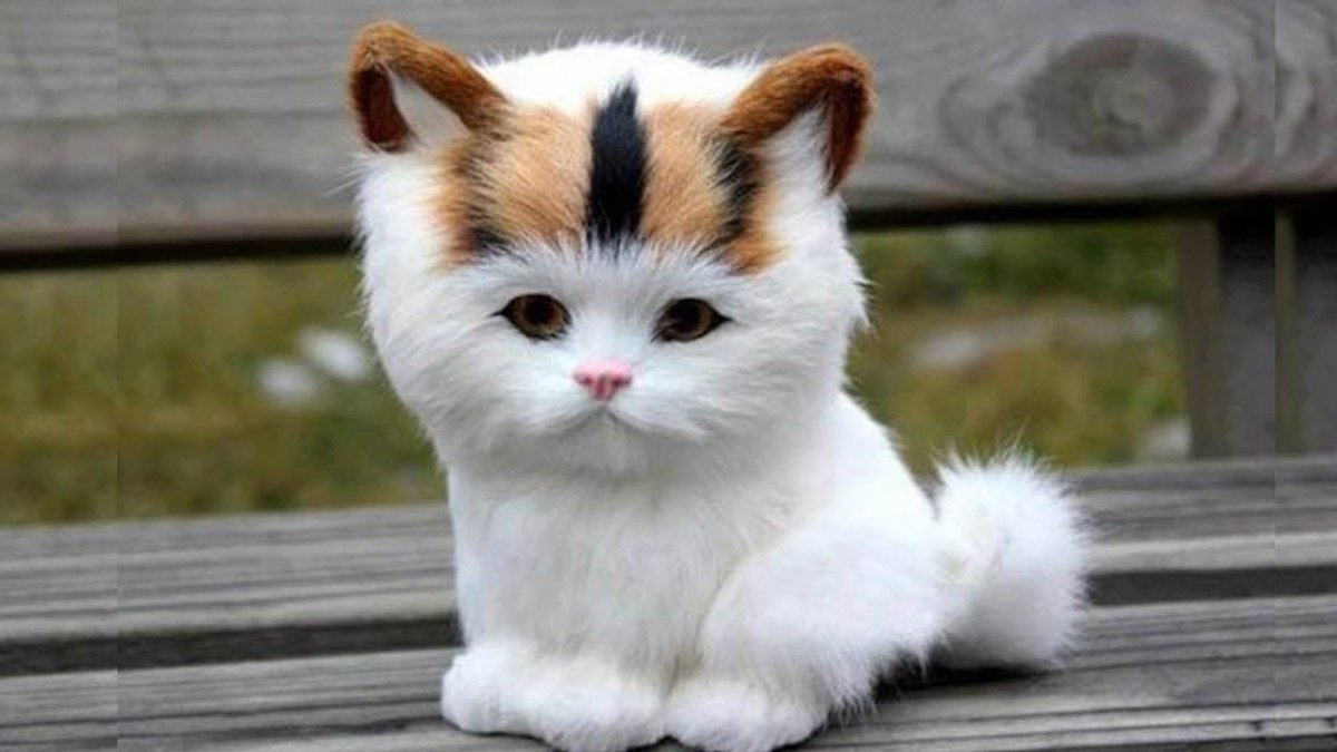 Cat saying Yes
