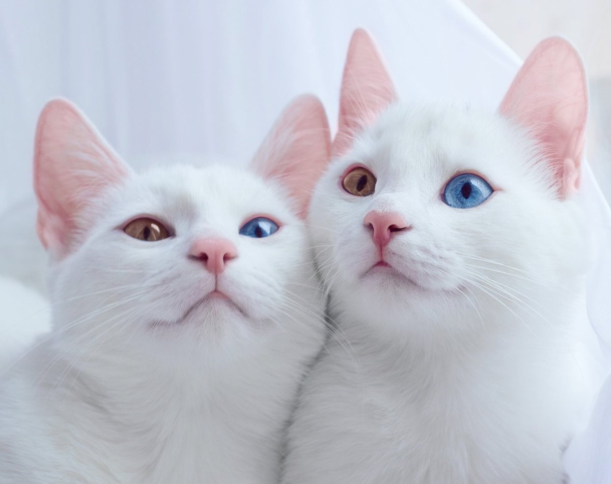 Khao Manee котята