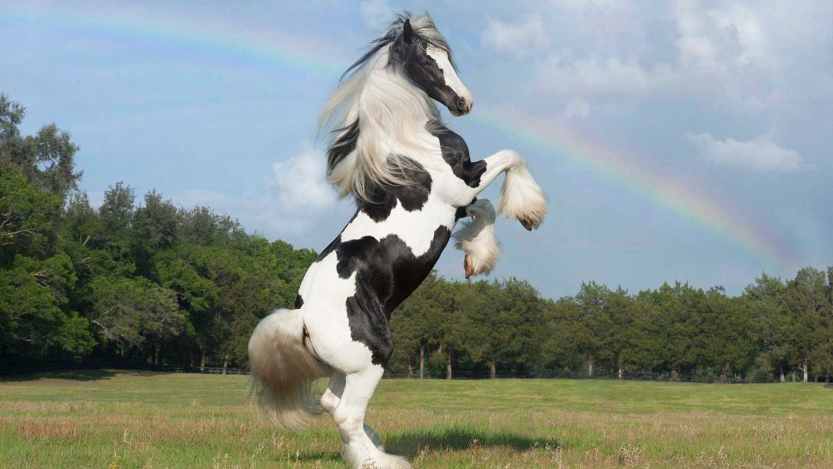 Лошадь породы Gypsy Vanner