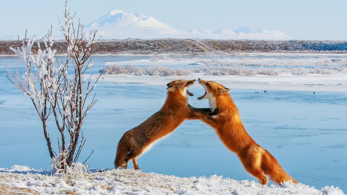 Животные Аляски