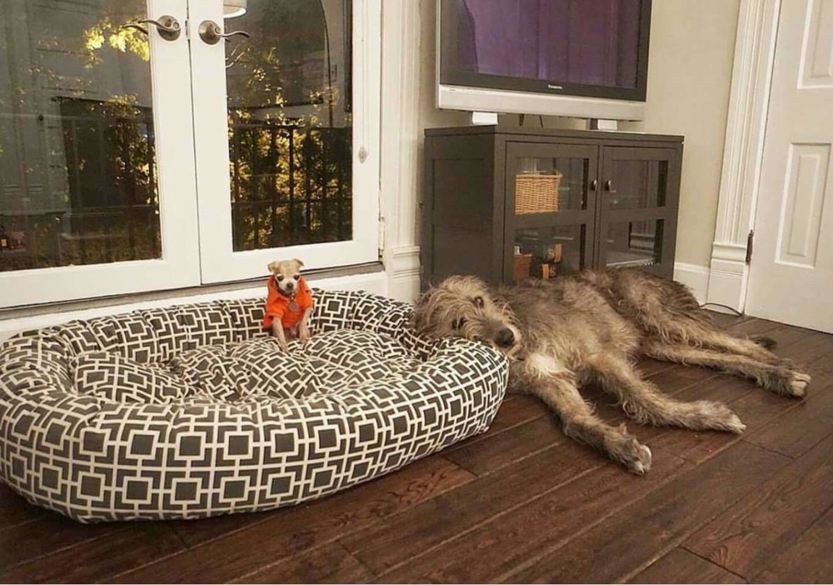 Животные домашние которые в доме