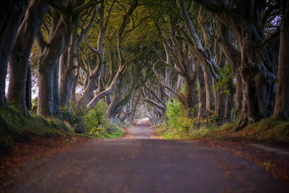 Dark Hedges Ирландия