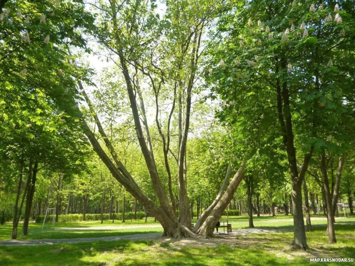 Солнечный парк Краснодар