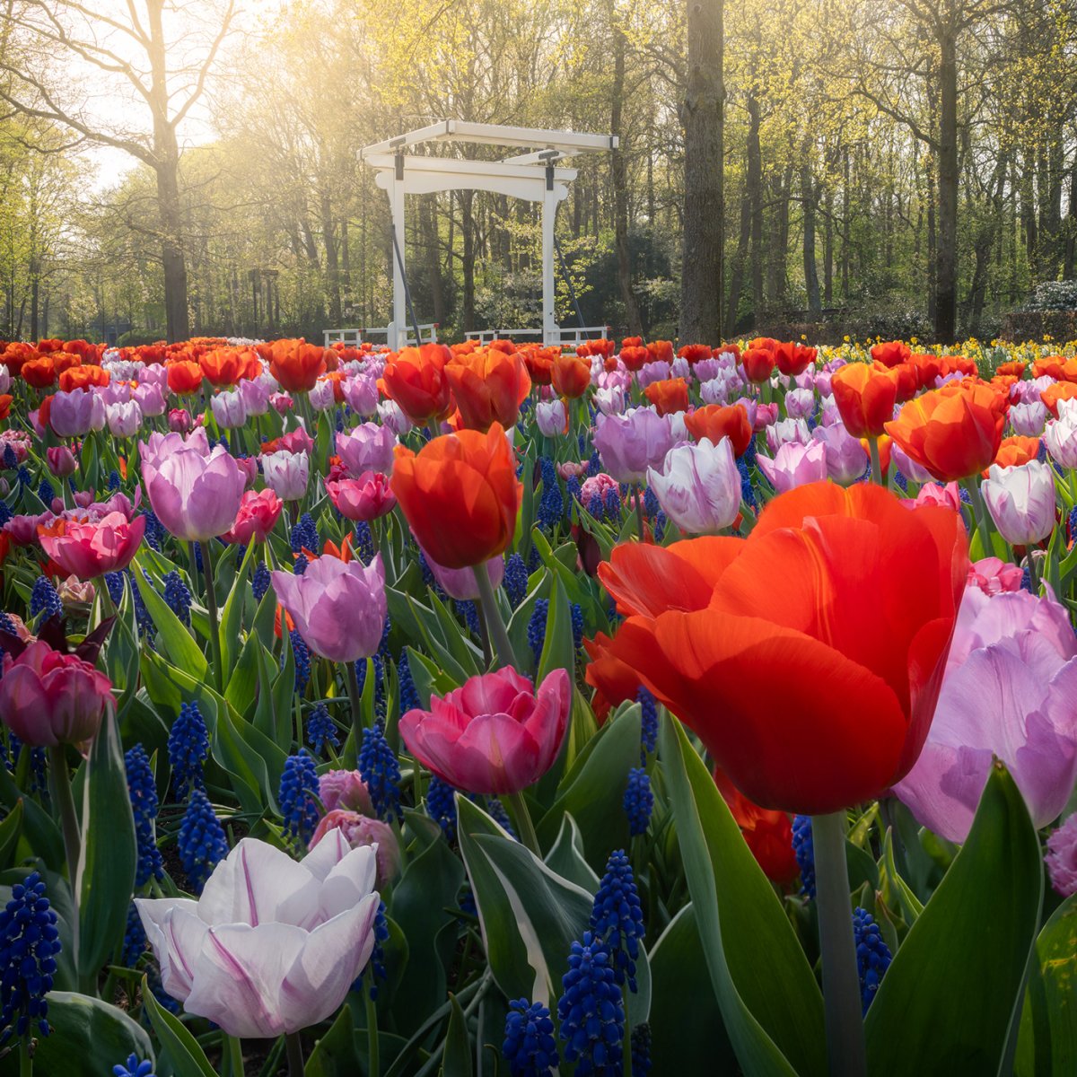 Парк тюльпанов Keukenhof