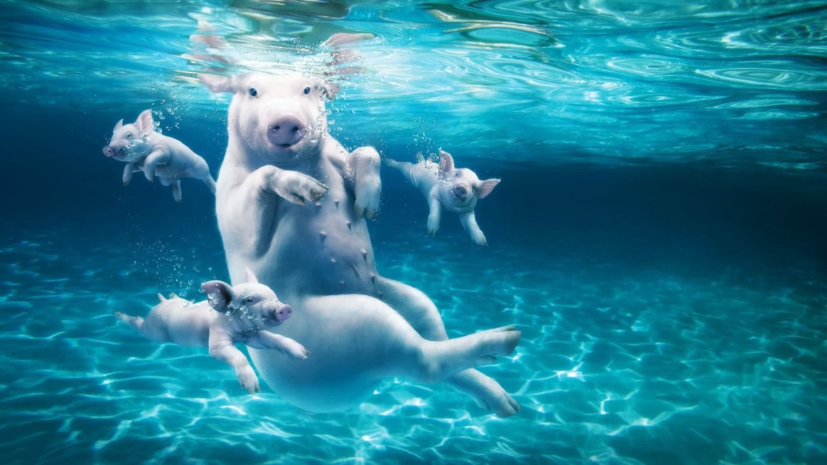 Животные в воде