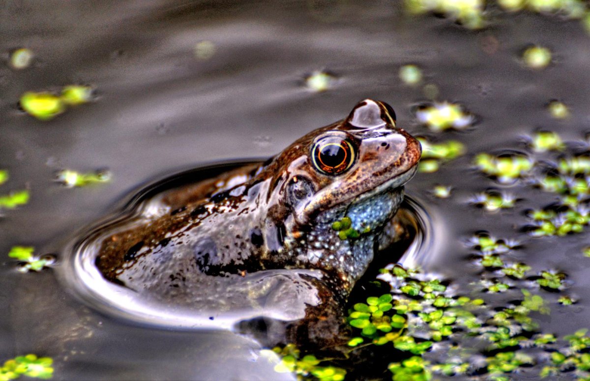 Животное в воде